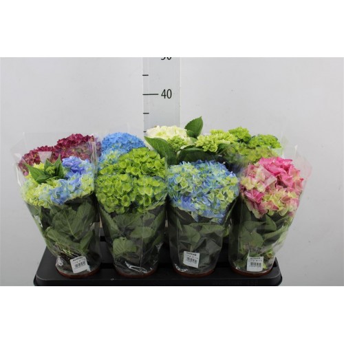 Plant Gift Salthill Galway